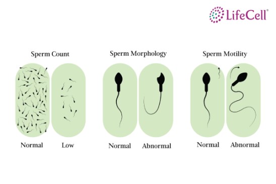 Blog-sInfertility Problems in Men- What You Need to Know